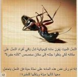 النمل الميت.webp