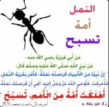 النمل3.webp