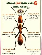 النمل5.webp