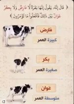 انواع البقر.webp