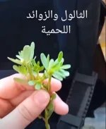 الثاليل2.webp