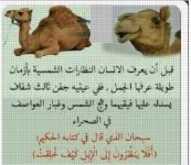 الجمل والنظاره الشمسيه.webp