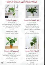 العناية بـــأشهر النباتات