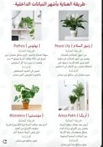 العنايه باشهر النباتات.webp