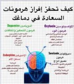 الدماغ معدل.webp