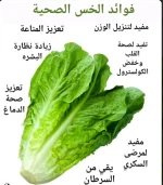 الخس2.webp