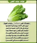 الخس3.webp
