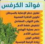 الكرفس.webp