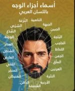 اسماء اجزاء الوجه.webp