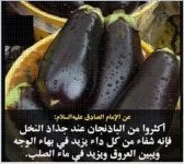 الباذنجان5.webp