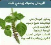 الريحان.webp