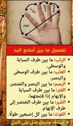 تفصيل ما بين الاصابع