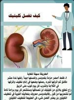 الكلى2.webp