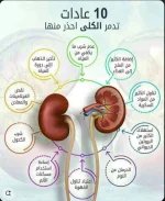 الكلى3.webp