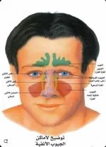 الجيوب الانفيه5.webp