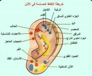 الاذن2.webp