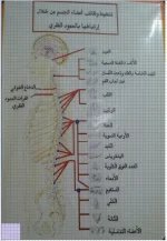 تدليك الجسم من خلال العمود الفقري.webp