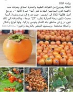 الكاكي8.webp