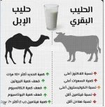 الحليب البقري والابل.webp