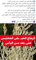لارجاع الحيض الشيح.webp