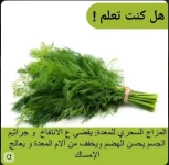 الشبت