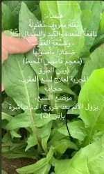 الهندباء.webp
