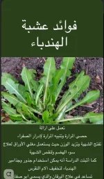 الهندباء2.webp