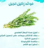 اكليل الجبل.webp