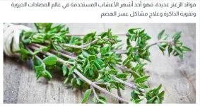 زعتر5.webp