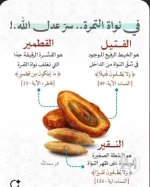 نواة التمر.webp