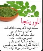 مورينجا3.webp