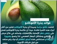 الافوكادو.webp