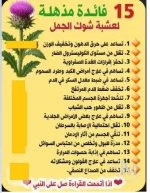 شوك الجمل.webp