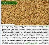 الحلبه5.webp