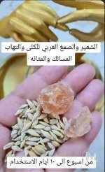 الشعير والصمغ.webp