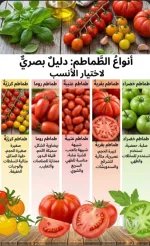 الطماطم2.webp