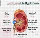 الكلى5.webp