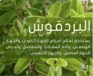 بردقوش.webp