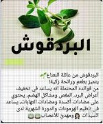 بردقوش2.webp