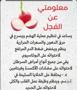 الفجل الاحمر والابيض