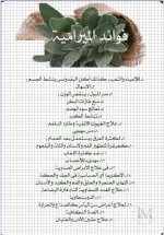 الميرمية3.webp