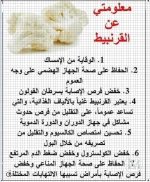 القرنبيط.webp