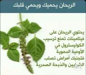 الريحان للقلب.webp