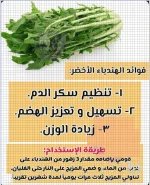 الهندباء.webp