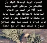 الهندباء البريه.webp