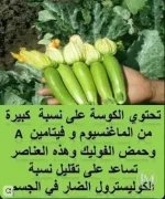 الكوسة.webp