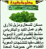 النعناع