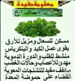 النعناع.webp