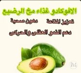 الافوكادو8.webp