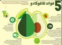 الافوكادو12.webp